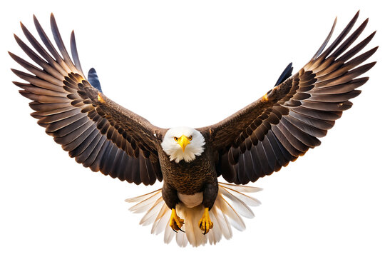Majestic bald eagle soaring with wings spread isolated on transparent background