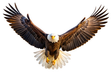 Obraz premium Majestic bald eagle soaring with wings spread isolated on transparent background