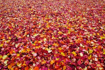 A vibrant array of colorful rose petals covering a large surface.