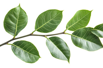 Naklejka premium Vibrant green leaves branch isolated on black background showcasing intricate leaf veins and on transparent background