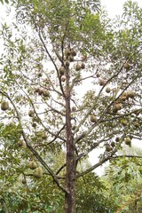 Close up of durians hanging on the tree