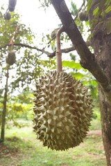 Close up of durians hanging on the tree