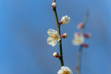 青空に映える白梅の花