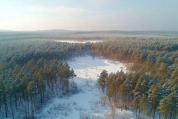 Aerial View of a Snow Covered Pine Forest in Winter
