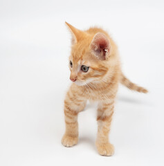 Curious orange kitten exploring its surroundings in bright setting