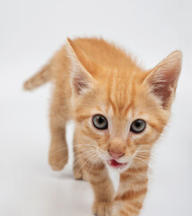 Cute orange kitten explores bright space with curious, inquisitive eyes