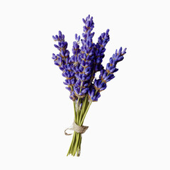 Obraz premium Bundle of Fresh Lavender Flowers on Maroon Transparent background