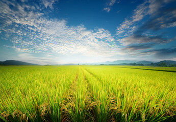 green field full of rice that is ready to be harvested with bright sky, agriculture or business concept.