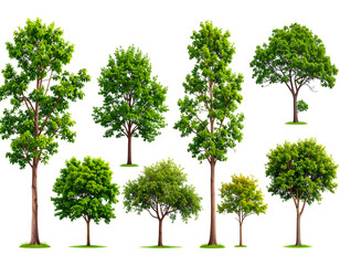 Collection of Lush Green Trees Isolated on White Background