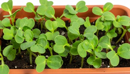 Organic sunflower microgreens with heart-shaped cotyledons and tiny hairs in terracotta seedling tray isolated background, full depth of field