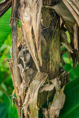 old banana tree bark