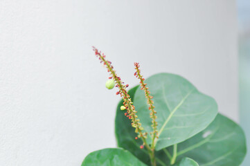 Coccoloba uvifera ,Sea grape or POLYGONACEAE seed and flower