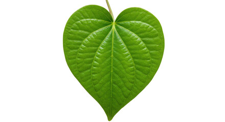 Green Heart Shaped Leaf Isolated on White Background | Fresh Betel Leaf for Herbal Medicine and Tropical Plant Illustrations