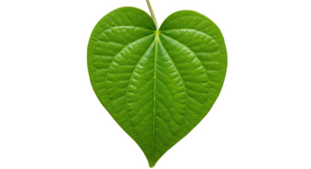 Green Heart Shaped Leaf Isolated on White Background | Fresh Betel Leaf for Herbal Medicine and Tropical Plant Illustrations