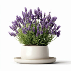 Fototapeta premium Lavender Plant in a Ceramic Pot with Saucer - Aromatic Herb in Bloom