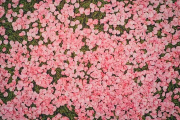 Fototapeta premium Scattered pink flower petals on the ground.