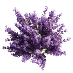Aerial View of a Lush Lavender Bush Isolated on White Transparent background