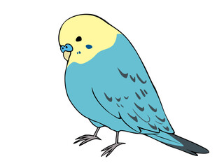 色とりどり セキセイインコ レインボー