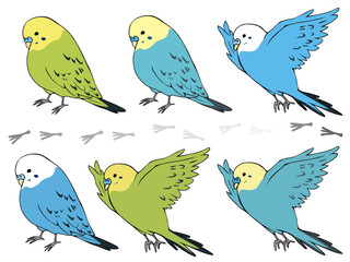 色とりどり セキセイインコ まとめ