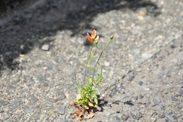 オレンジ色の花