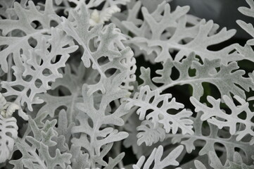 シルバーリーフ