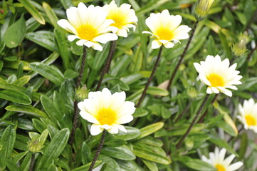 クリーム色の花