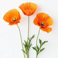 Obraz premium Three orange poppy flowers isolated on white background