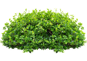 Fototapeta premium Green garden bushes on a transparent background