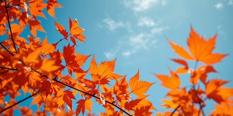 Autumnal Orange Leaves Against a Clear Blue Sky