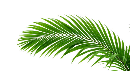 Obraz premium Lush palm frond against dark backdrop