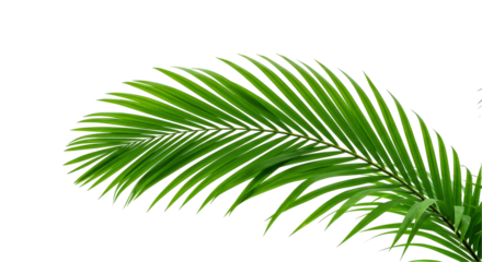 Lush palm frond against dark backdrop
