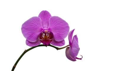 Pink phalaenopsis orchid flower on white background
