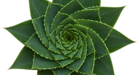 Top view spiral succulent plant pattern on white background