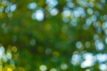 A soft green background with natural blur effect. Summer foliage with bokeh. A fresh and vibrant green wallpaper. Blur tree leaves backdrop. Blur leaf pattern with green light. Abstract green foliage.
