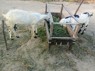 Obraz premium goat in the farm