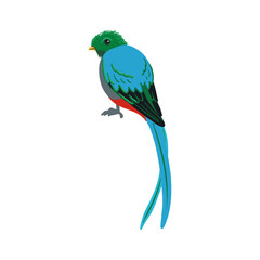 vector drawing bird, hoatzin, hand drawn Opisthocomus hoazin, isolated nature design element