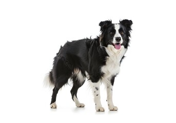 Fototapeta premium Dog on white background