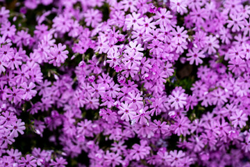 Blossom pink and violet flowers background. Blossom backdrop. Natural bloom floral background. Blossom spring flowers banner. Spring blooming template. Flowers texture for spring design.