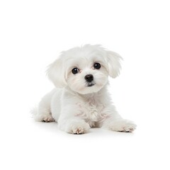 Obraz premium Dog on white background