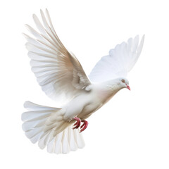 Obraz premium white pigeon or dove flying isolate on transparent background