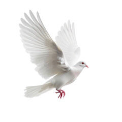 Obraz premium white pigeon or dove flying isolate on transparent background