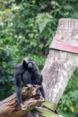 Black gibbon or Nomascus sitting on a log in a lush green tropical rainforest.