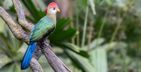 A red-crested turaco or Tauraco erythrolophus perched on a branch