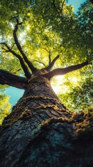 Naklejka premium A tall, strong tree with lush green leaves reaches up towards the sun.