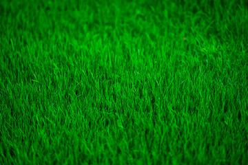Summer grassy countryside. Peaceful grass hill. Grass pattern. Spring meadow. Sunny greenery field. Idyllic pasture. Green field texture. Meadow under sky. Green grass wallpaper. Grass background.
