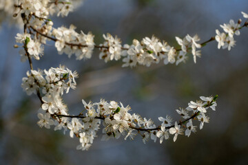 Caucasian white plum tree flowers in bloom