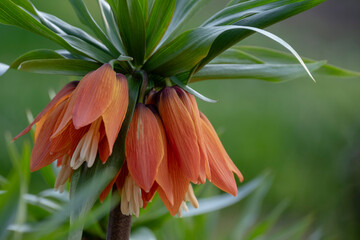 Orange crown imperial flowers (Fritillaria imperialis)