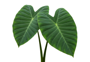 Two large green taro leaves with visible veins and natural texture, isolated on transparent background.
