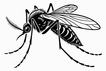 mosquito sihouette black vector