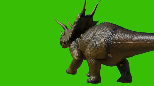 Triceratops dinosaur walk slowly on green back ground. Camera back view. 4K